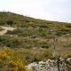 Ibex Spagnolo: Un bel Ibex spagnolo particolarmente curioso che si lascia immortalare da Massimo P.